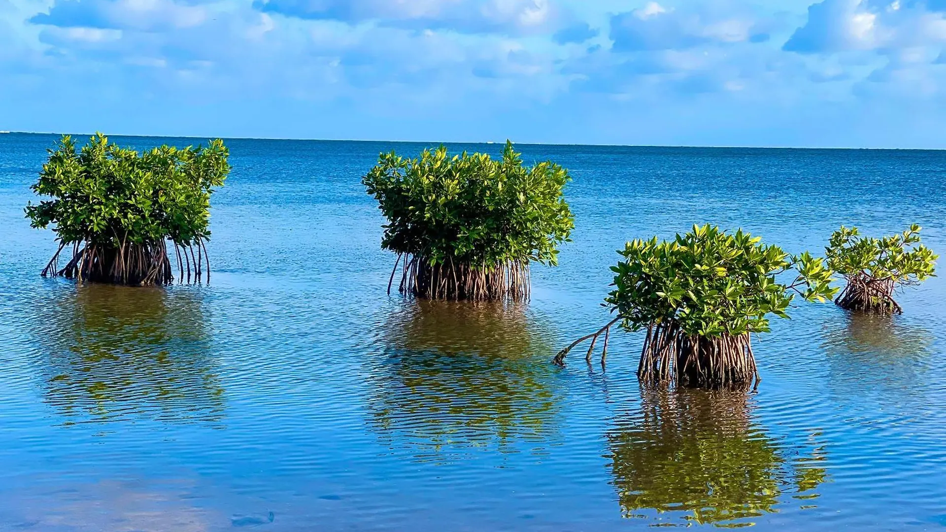 Akuazul Resorts Adults Only Cancún